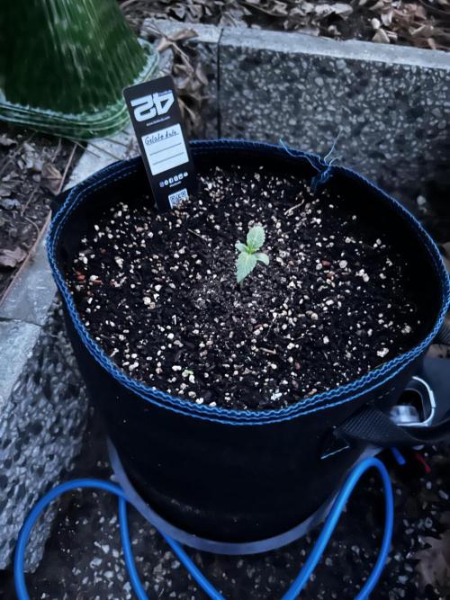 Gelato Grow. Week 2