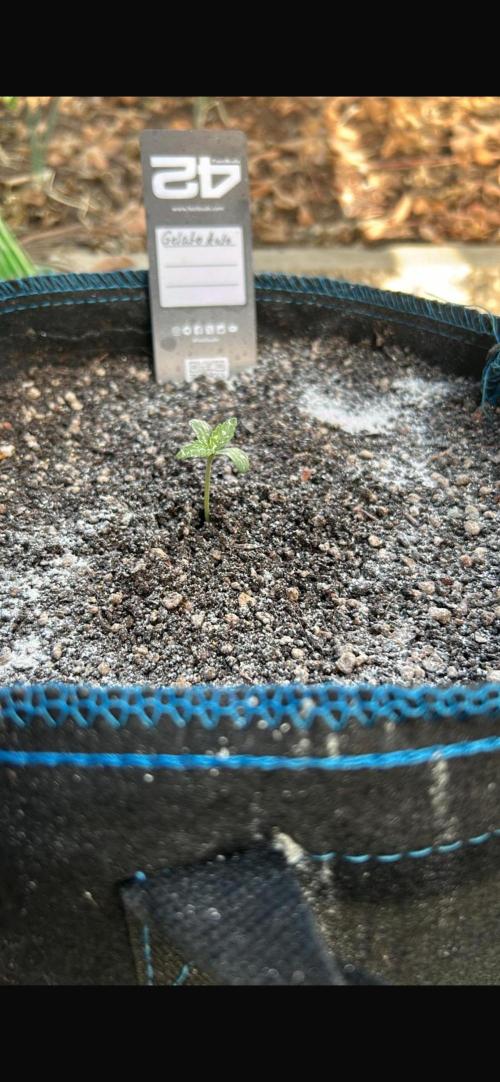 Gelato Grow. Week 2