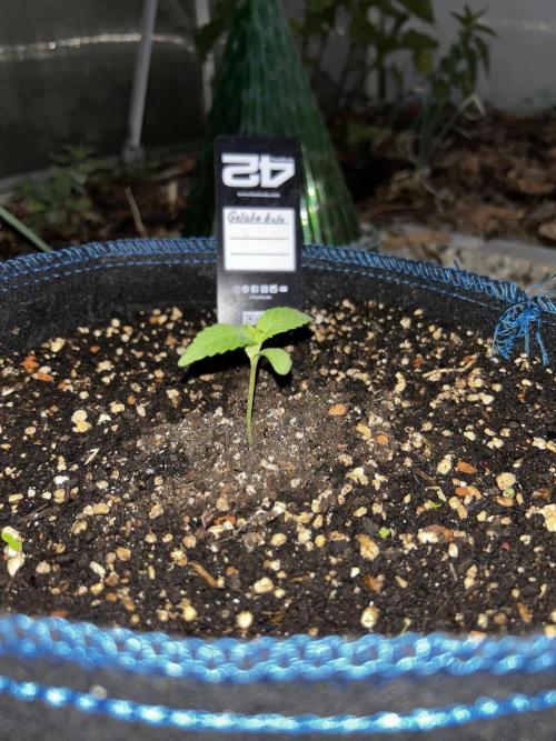 Gelato Grow. Week 3