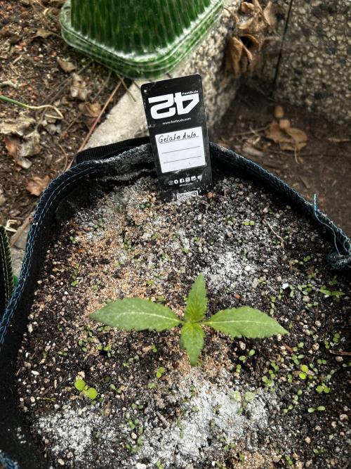 Gelato Grow. Week 3