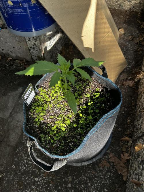 Gelato Grow. Week 4