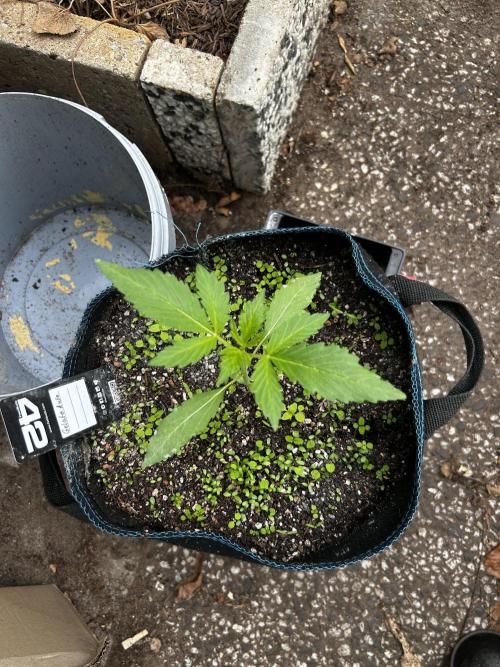Gelato Grow. Week 4
