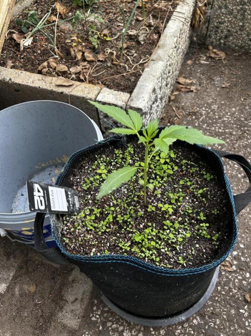 Gelato Grow. Week 4