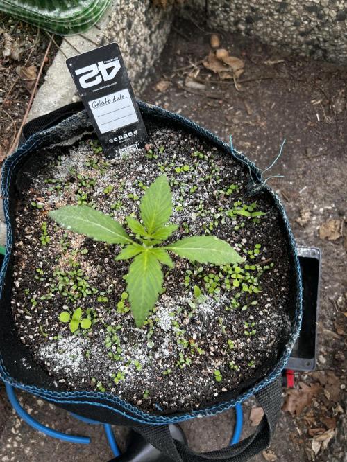 Gelato Grow. Week 4