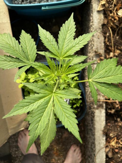 Gelato Grow. Week 5
