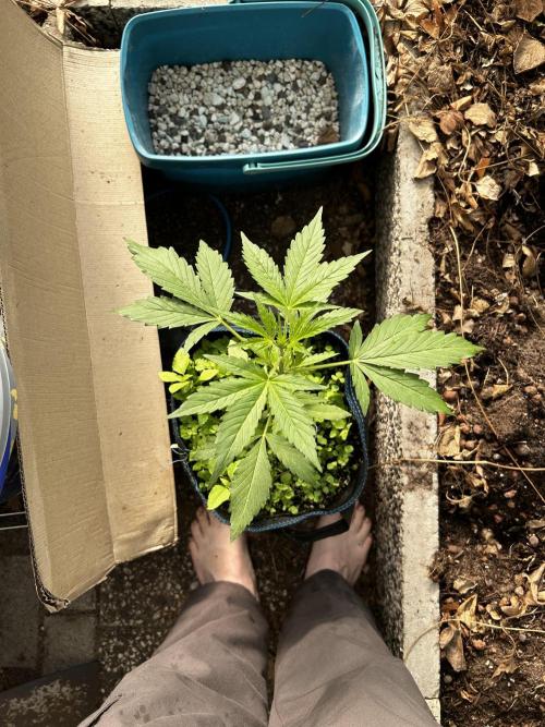 Gelato Grow. Week 5