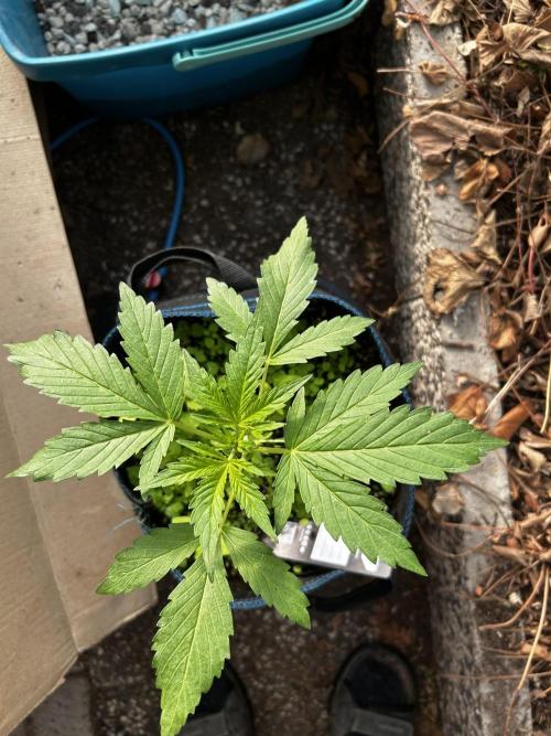 Gelato Grow. Week 5