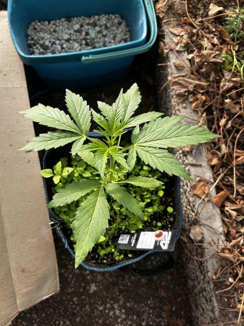 Gelato Grow. Week 5
