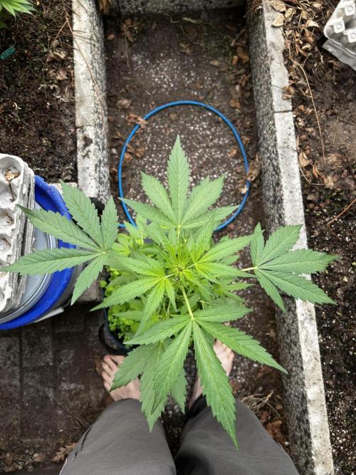 Gelato Grow. Week 6