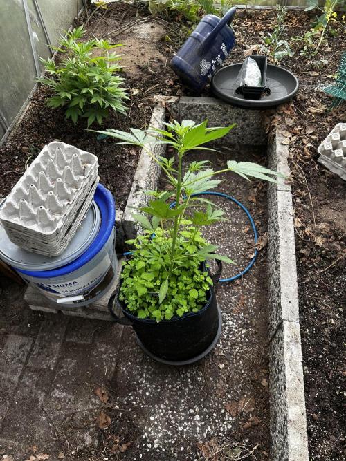 Gelato Grow. Week 6