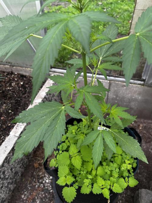 Gelato Grow. Week 6