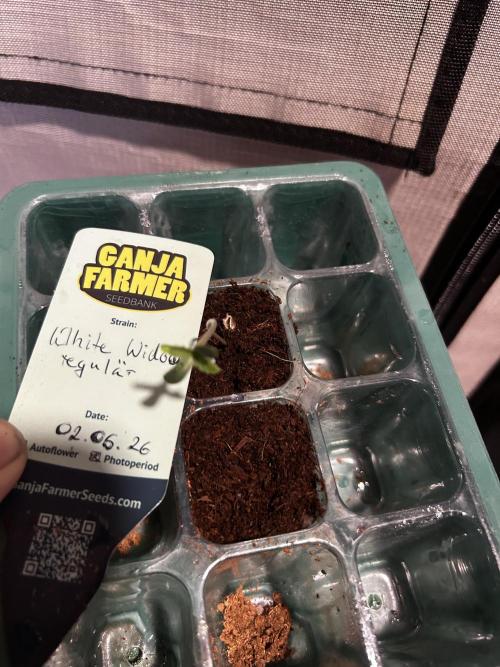 Local Ganja Farm. Week 0