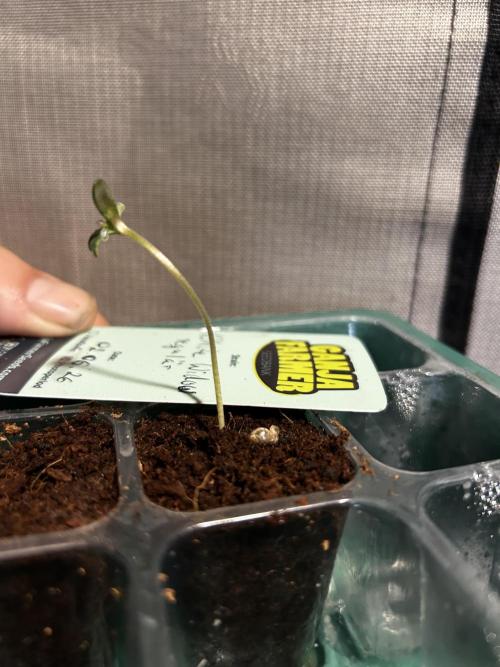 Local Ganja Farm. Week 0