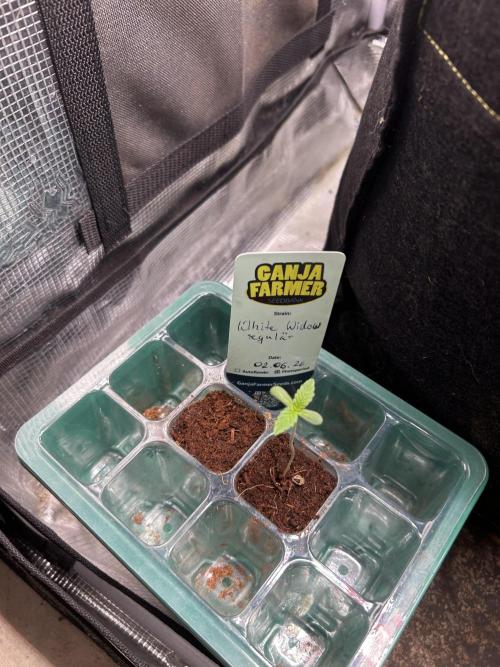 Local Ganja Farm. Week 1