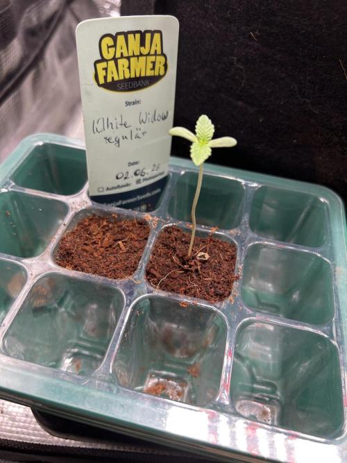 Local Ganja Farm. Week 1