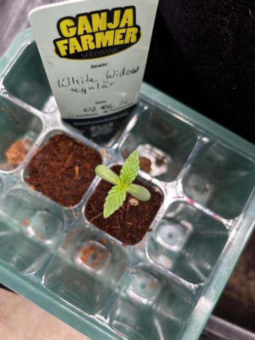 Local Ganja Farm. Week 1