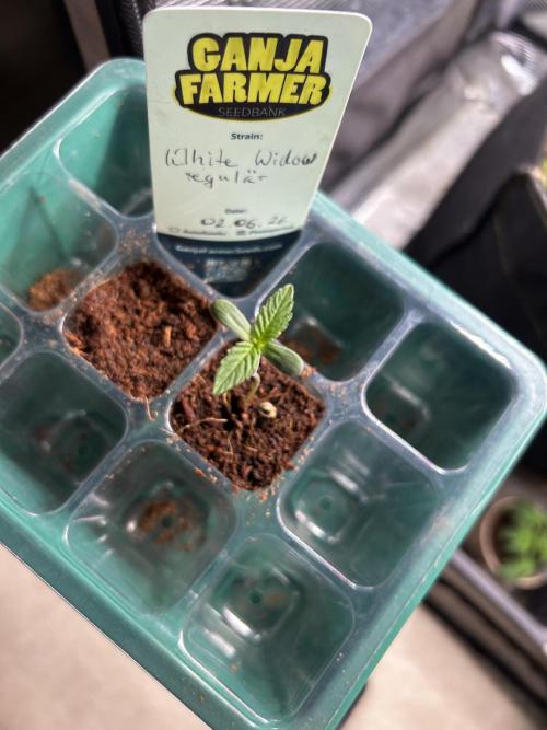 Local Ganja Farm. Week 1