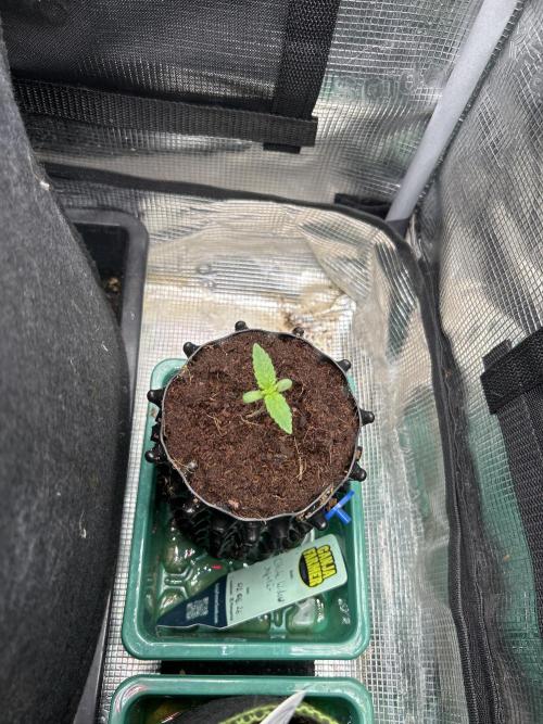 Local Ganja Farm. Week 1