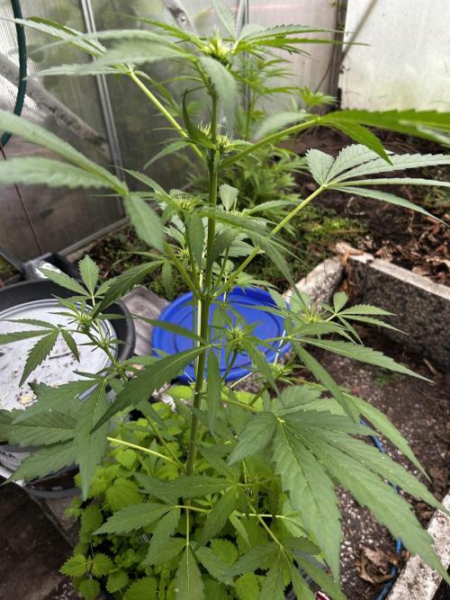 Gelato Grow. Week 7
