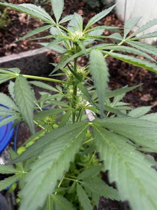 Gelato Grow. Week 7