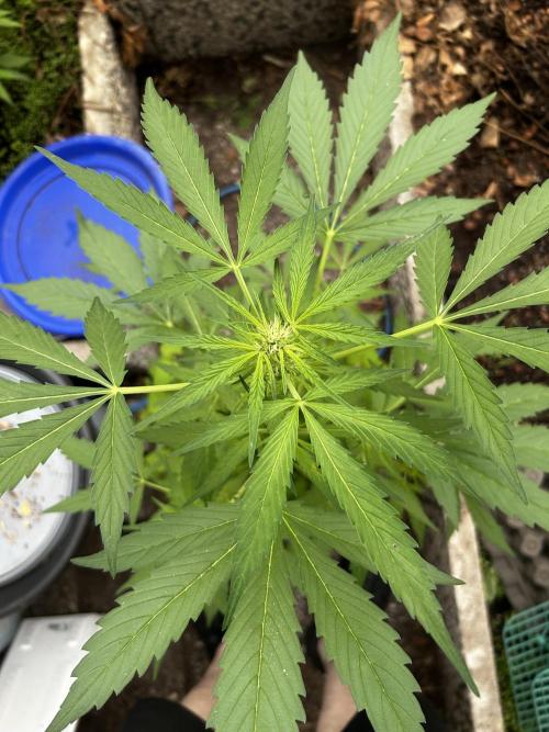 Gelato Grow. Week 7