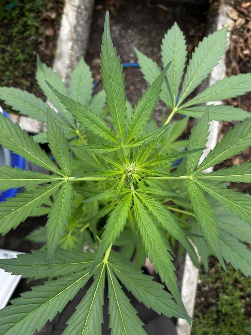 Gelato Grow. Week 7