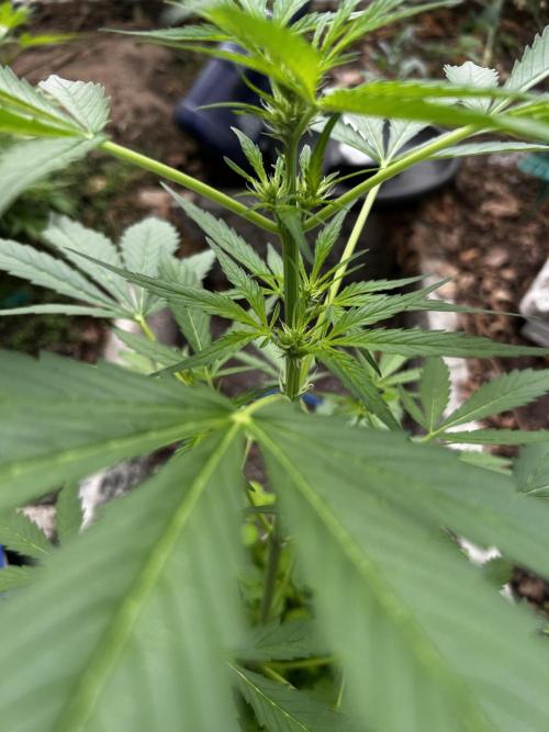 Gelato Grow. Week 7