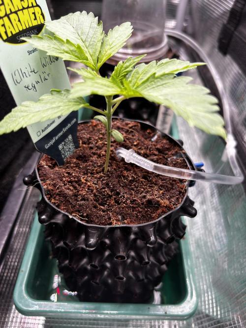 Local Ganja Farm. Week 2