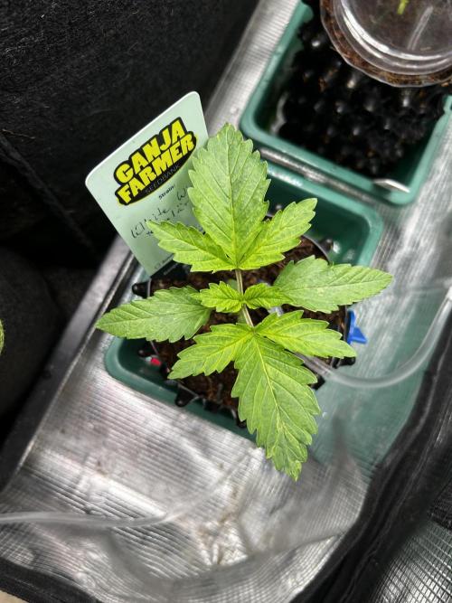 Local Ganja Farm. Week 2