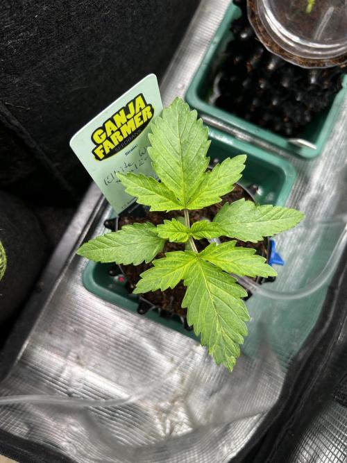 Local Ganja Farm. Week 2