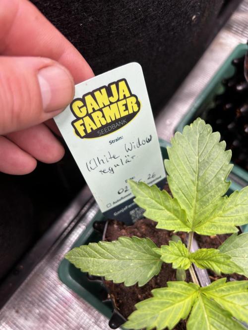 Local Ganja Farm. Week 2