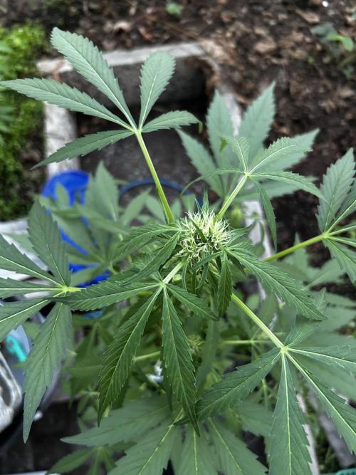 Gelato Grow. Week 8