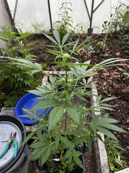 Gelato Grow. Week 8