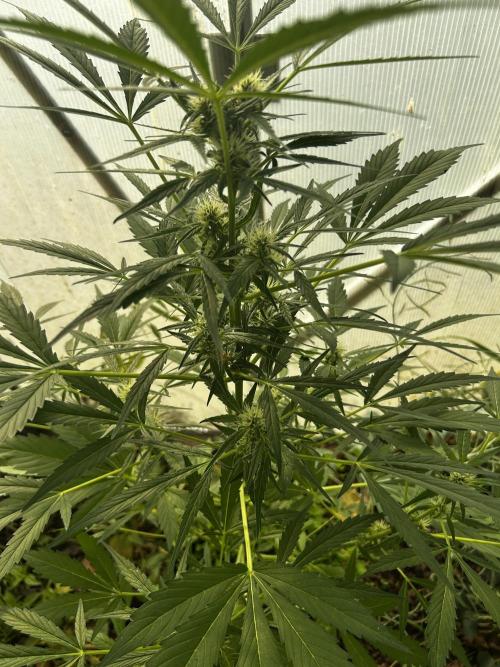 Gelato Grow. Week 9