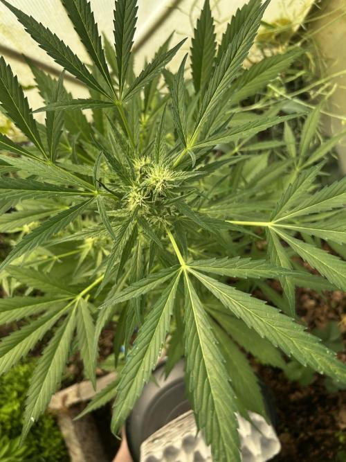 Gelato Grow. Week 9