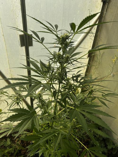 Gelato Grow. Week 9