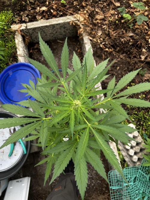 Gelato Auto. Week 9