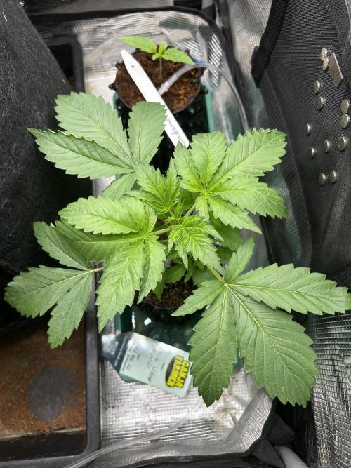 Local Ganja Farm. Week 3