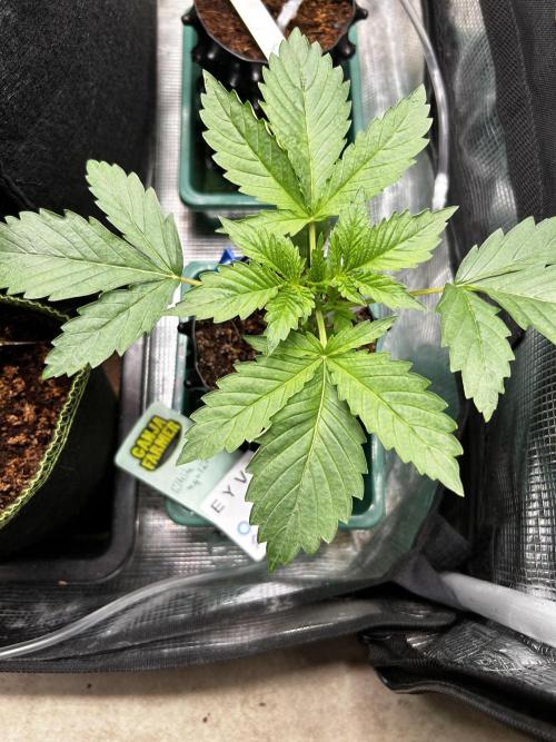 Local Ganja Farm. Week 3