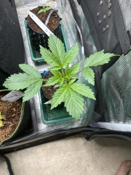 White Widow Regular. Week 3