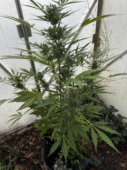 Gelato Grow. Week 10