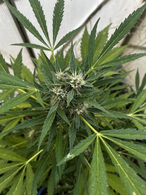 Gelato Grow. Week 10