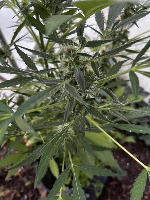 Gelato Grow. Week 10