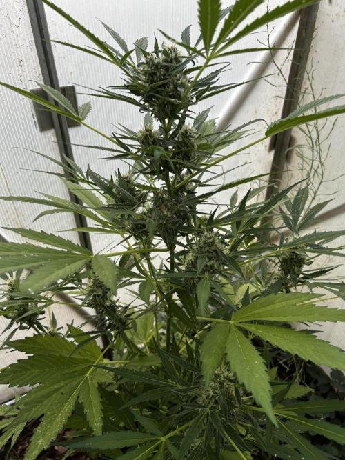 Gelato Grow. Week 10