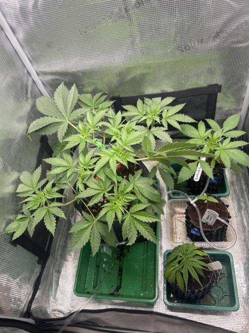 Local Ganja Farm. Week 4