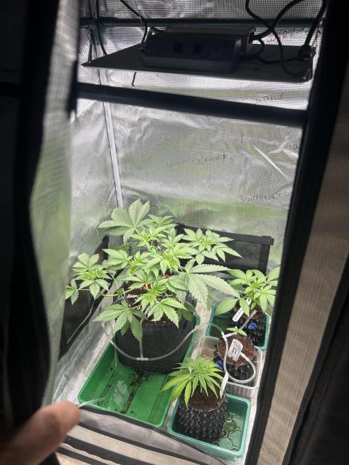 Local Ganja Farm. Week 4