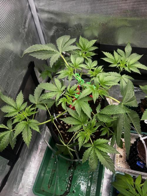 Local Ganja Farm. Week 4