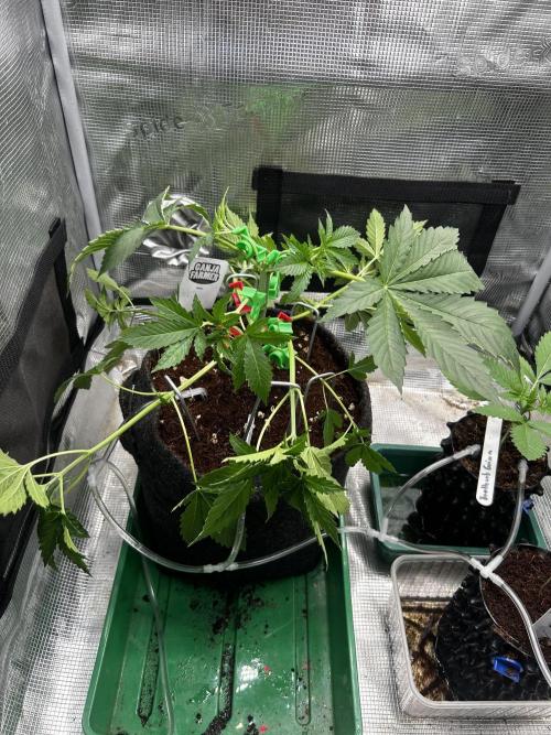 Local Ganja Farm. Week 4