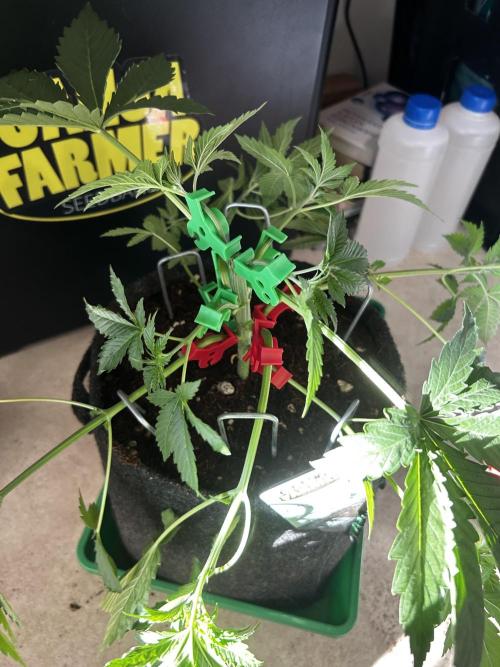 Local Ganja Farm. Week 4