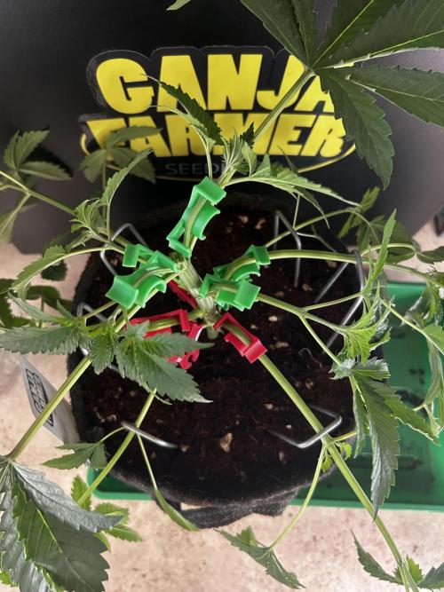 Local Ganja Farm. Week 4